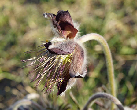 Image of Pulsatilla pratensis subsp. nigricans (Störcke) Zämelis