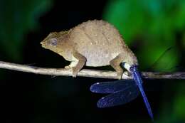 Image of Malawi Stumptail Chameleon