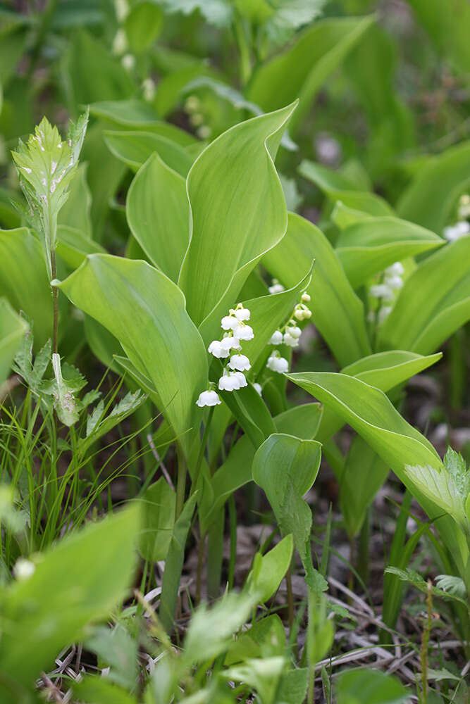 Image of Convallaria keiskei Miq.