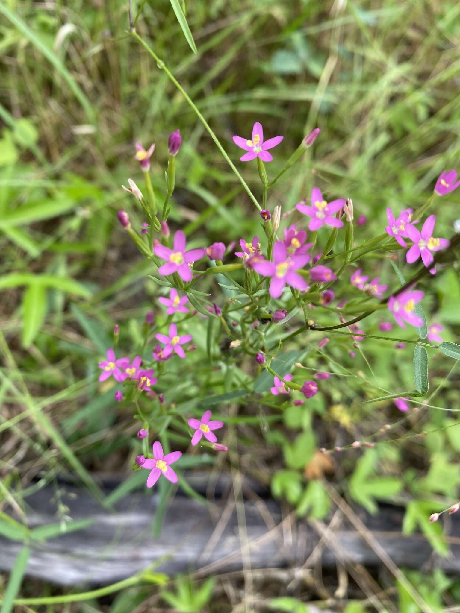 Image of Schenkia australis (R. Br.) G. Mansion