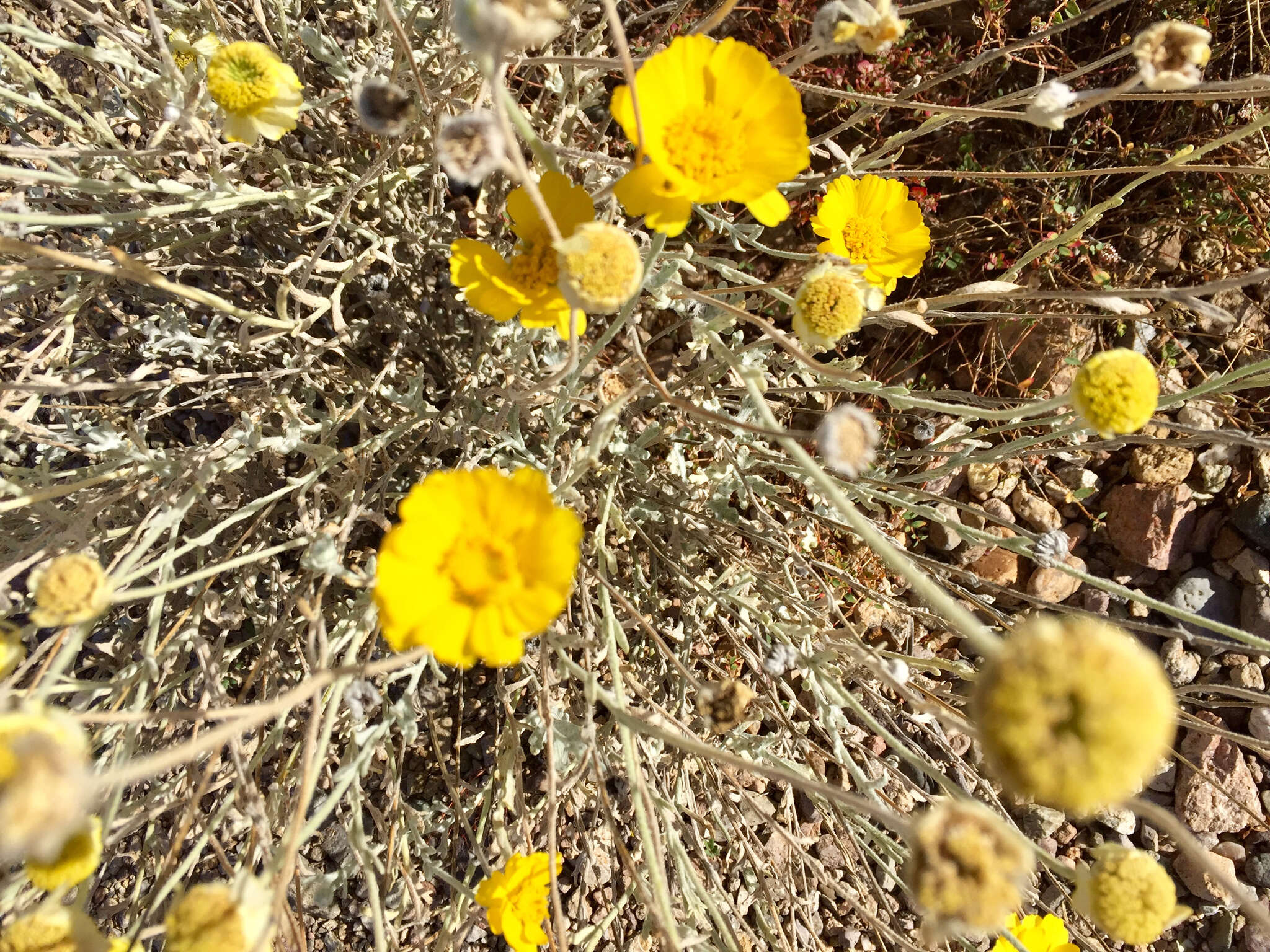 Image of desert marigold