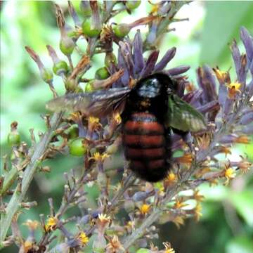 Plancia ëd Xylocopa nigrocincta Smith 1854