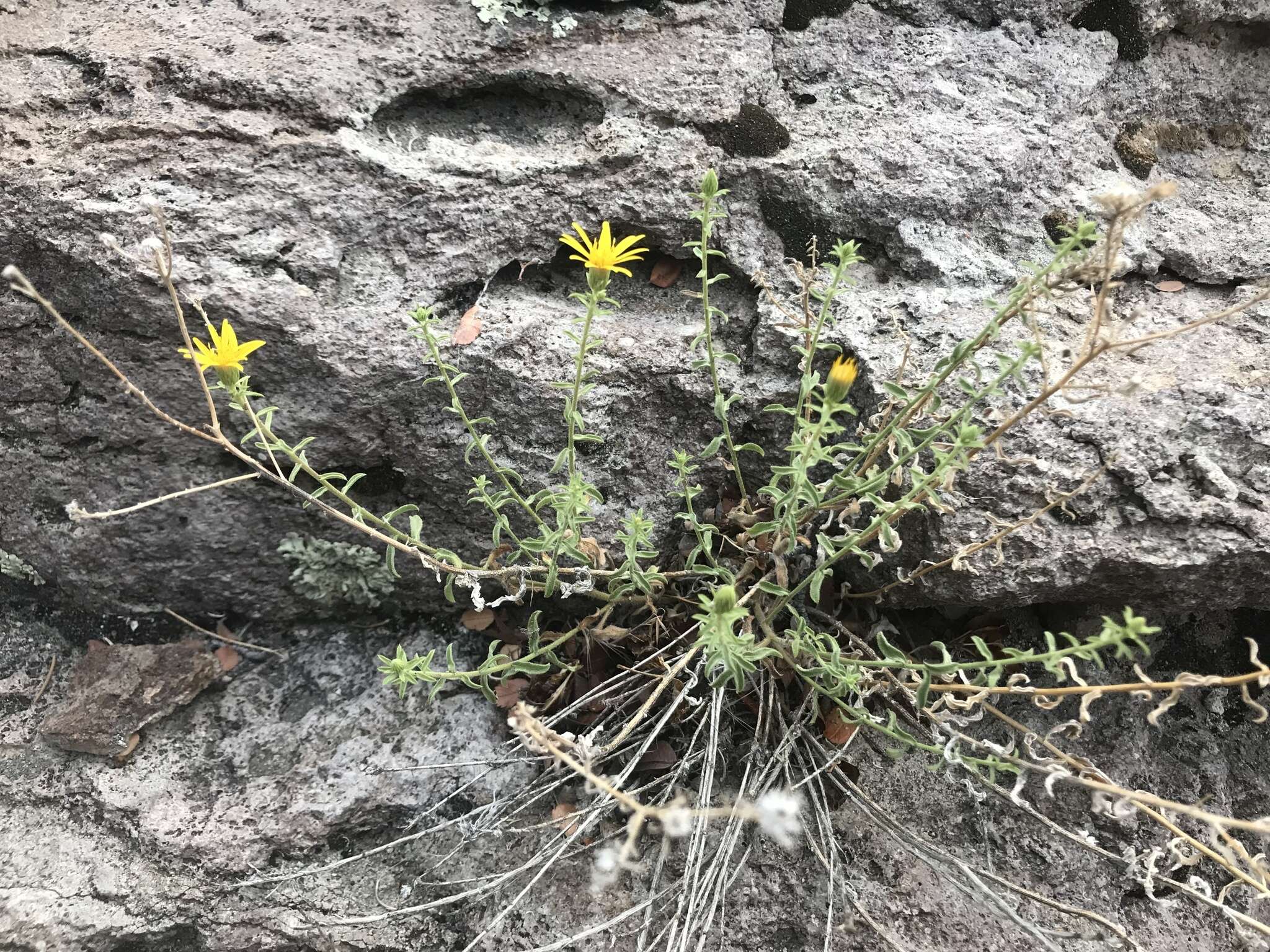 Image of Heterotheca cinerascens (S. F. Blake) G. L. Nesom