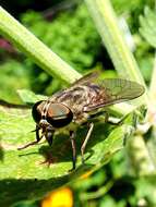 Image of Tabanus bromius Linnaeus 1758