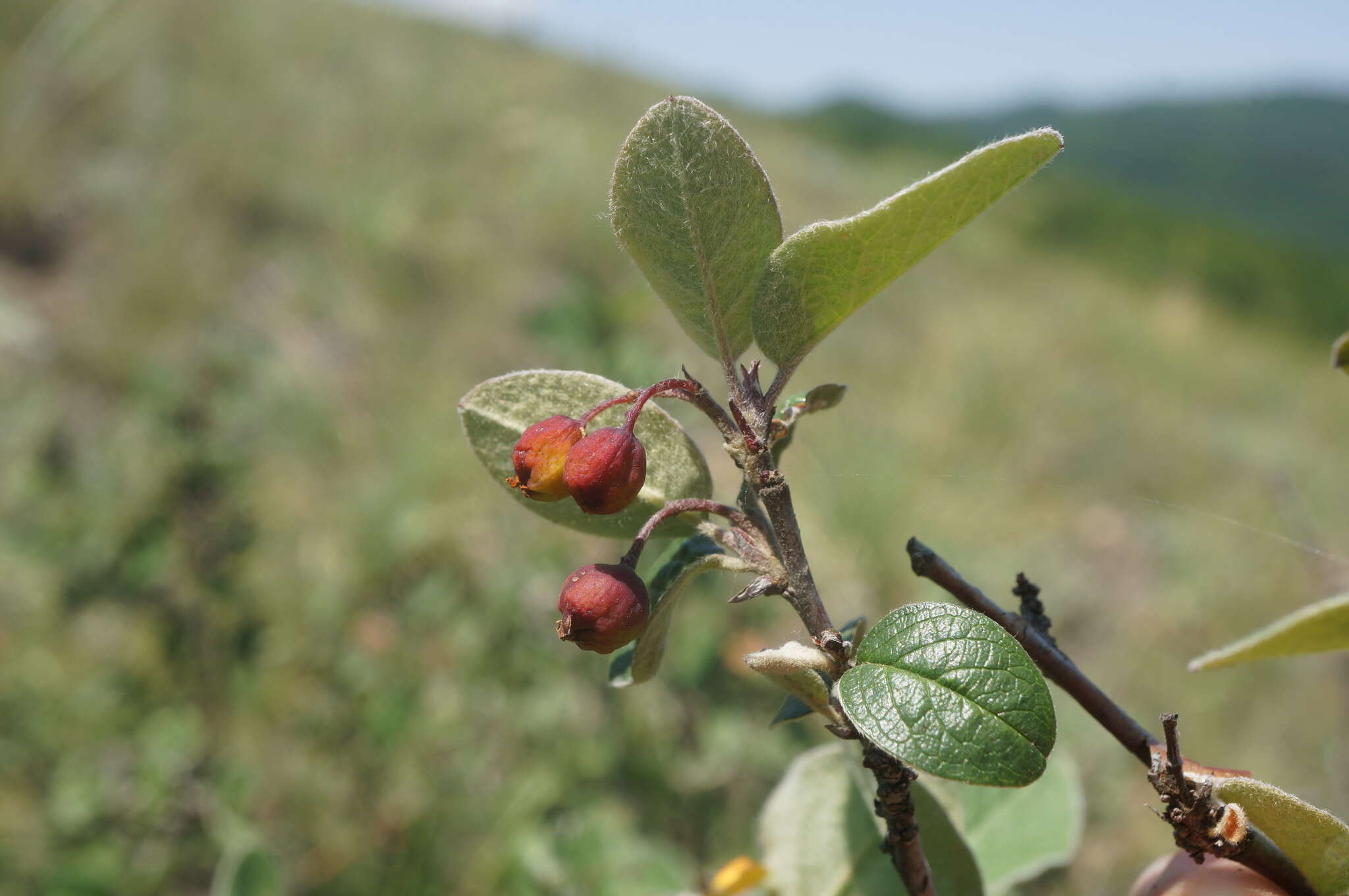 Imagem de Cotoneaster integerrimus Medik.