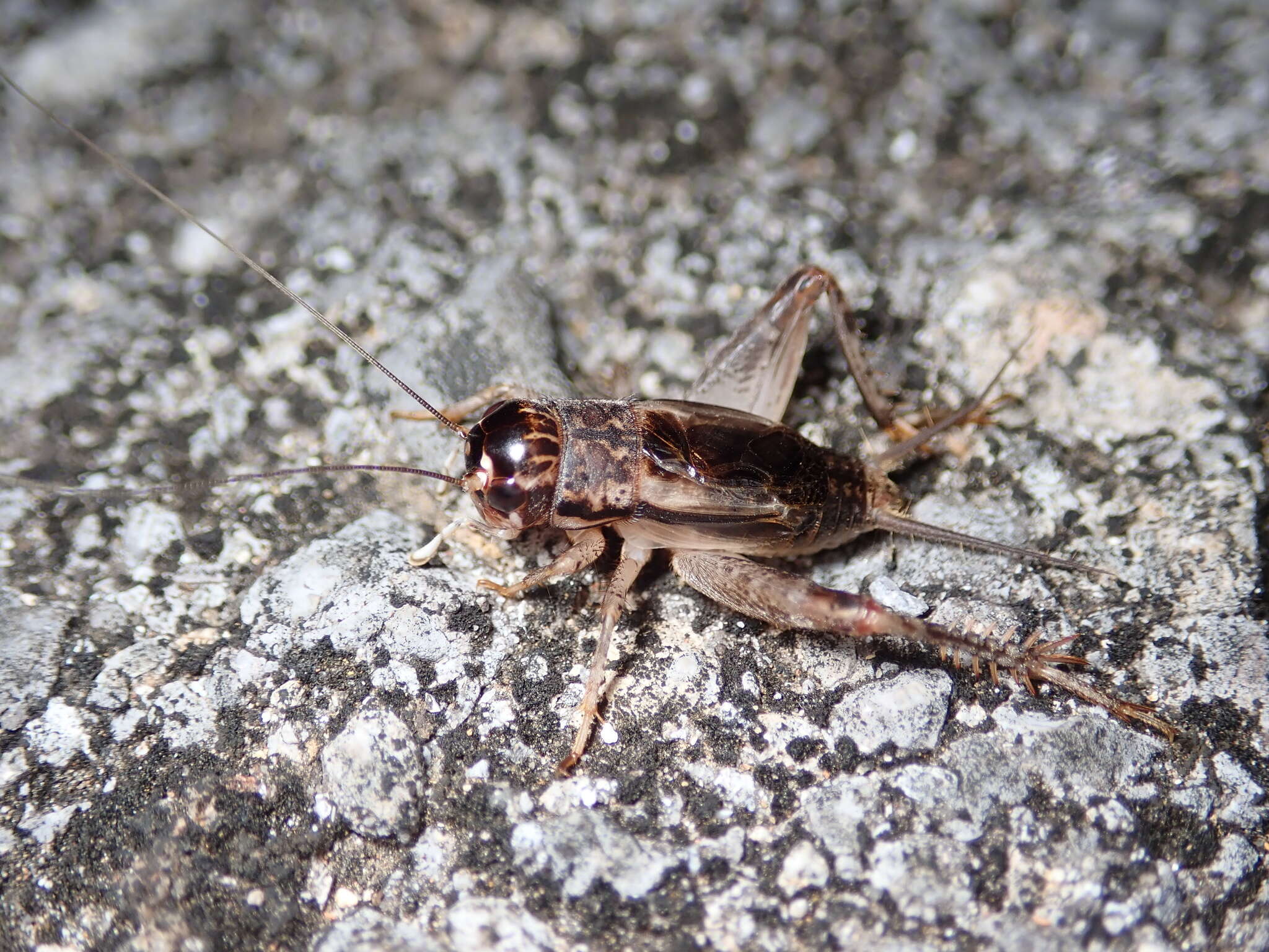 Imagem de Velarifictorus (Velarifictorus) ornatus (Shiraki 1911)