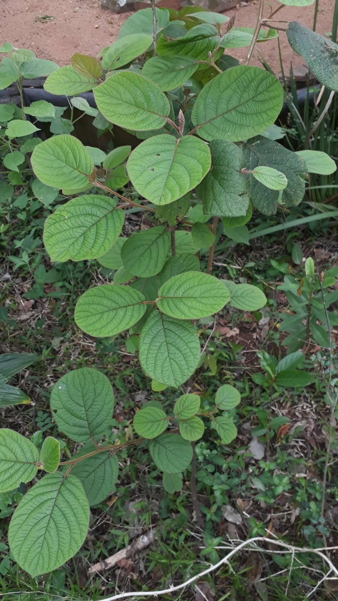 Plancia ëd Diospyros villosa (L.) De Winter