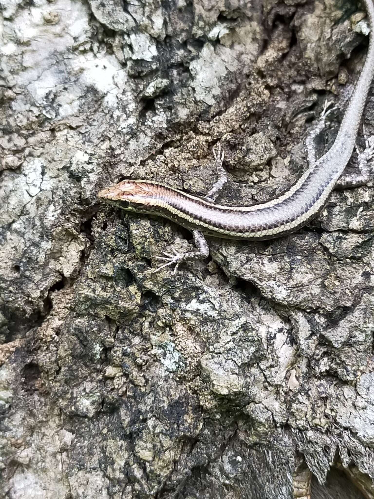 Image of Cream-striped Shinning-skink