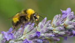 Image de Bombus haematurus Kriechbaumer 1870