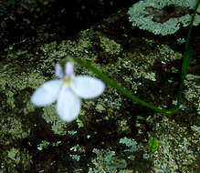 Imagem de Lobelia patula L. fil.