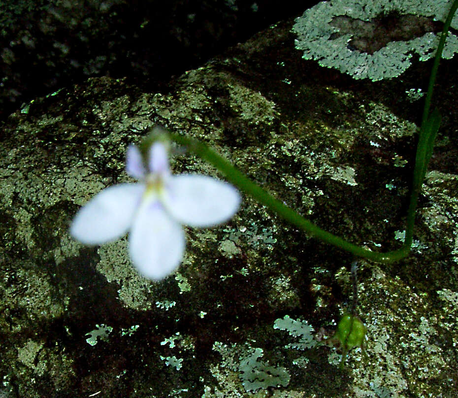 Imagem de Lobelia patula L. fil.