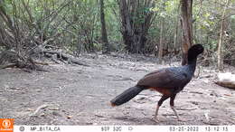 Image of Crestless Curassow