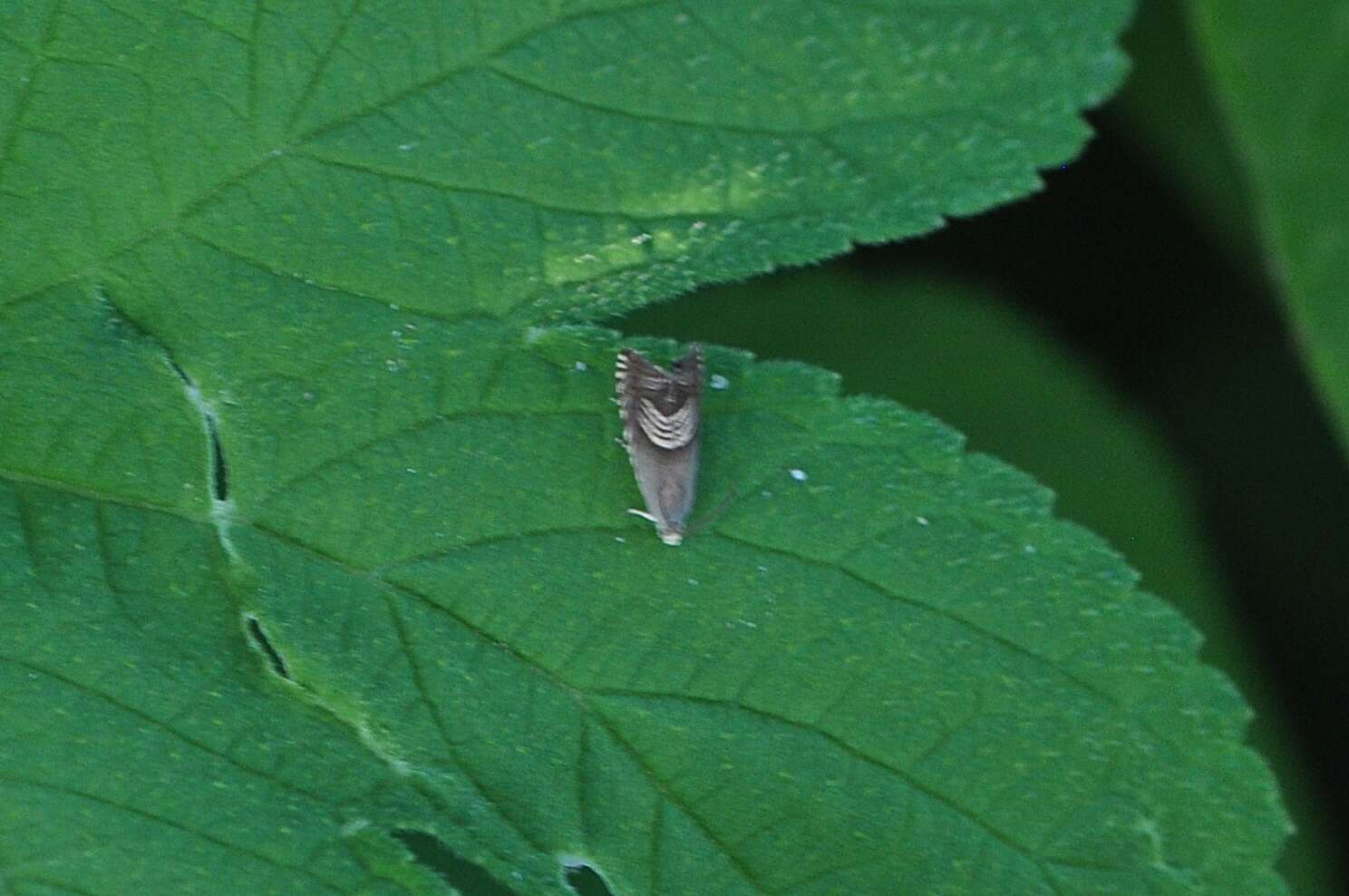 Image of Eurasian Hemp Moth