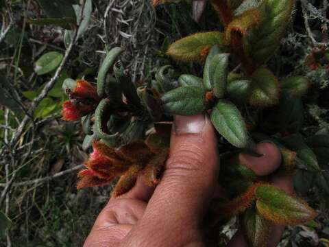 Image of Gaultheria lanigera Hook.