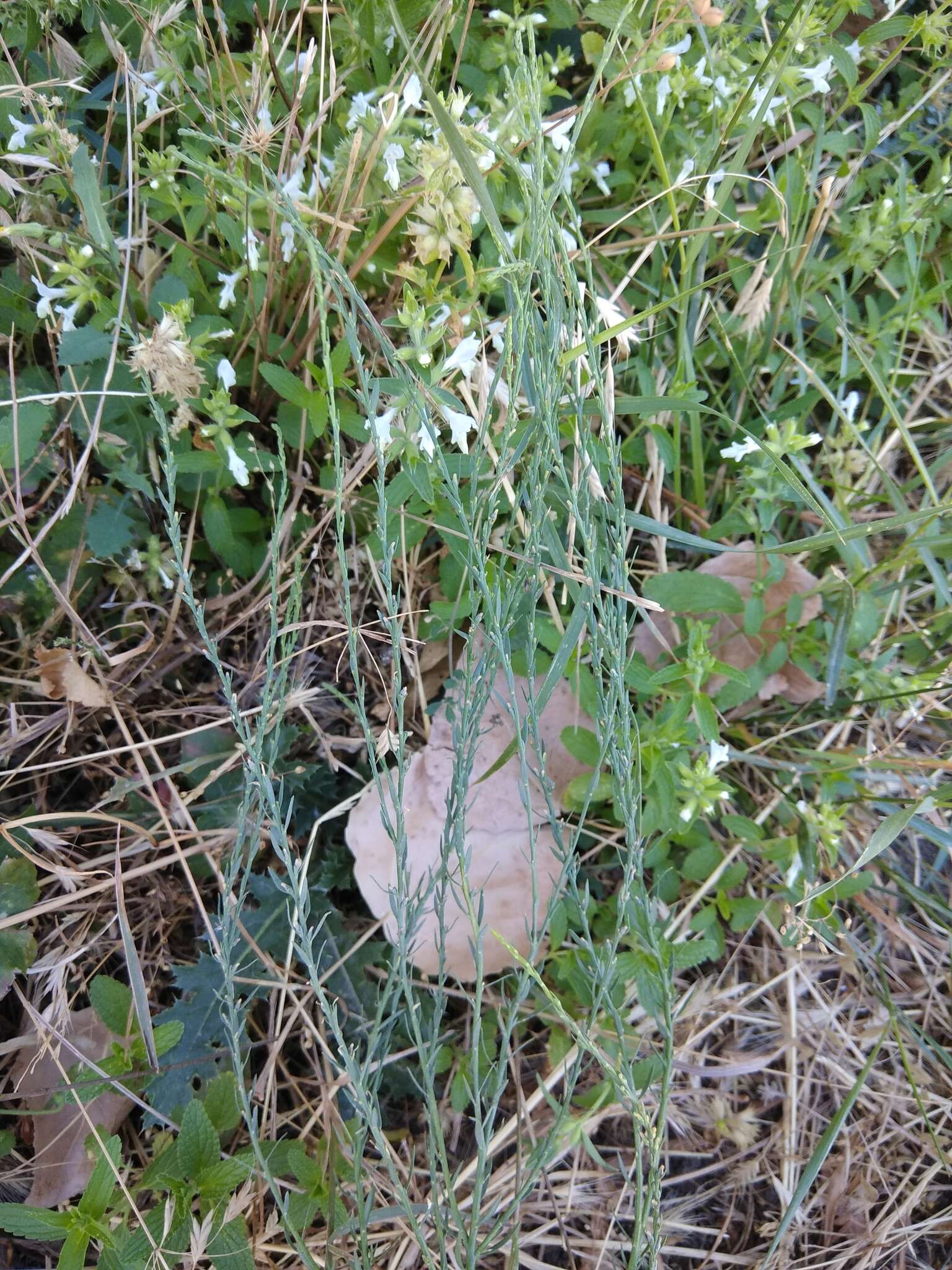 Sivun Thymelaea passerina (L.) Coss. & Germ. kuva