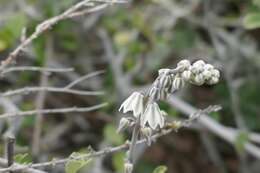 Image of Drimia monophylla