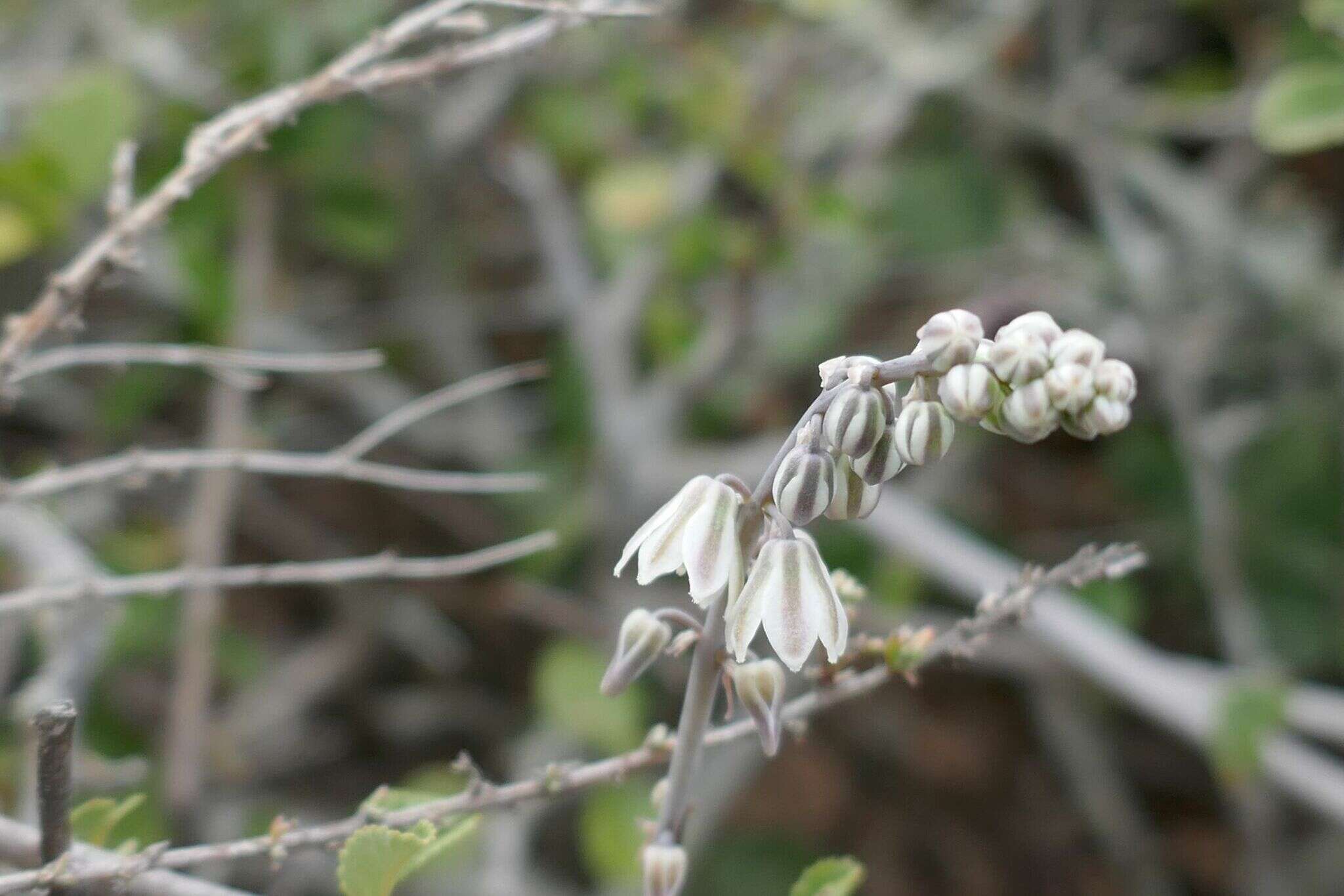 Imagem de Drimia monophylla