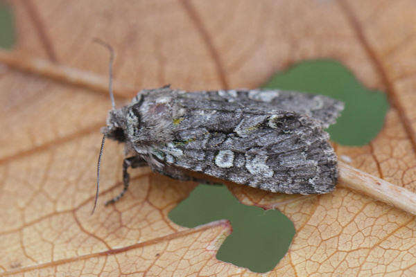 Image of Dichonia aeruginea Hübner 1803