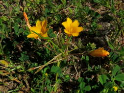 Image of Romulea saldanhensis M. P. de Vos