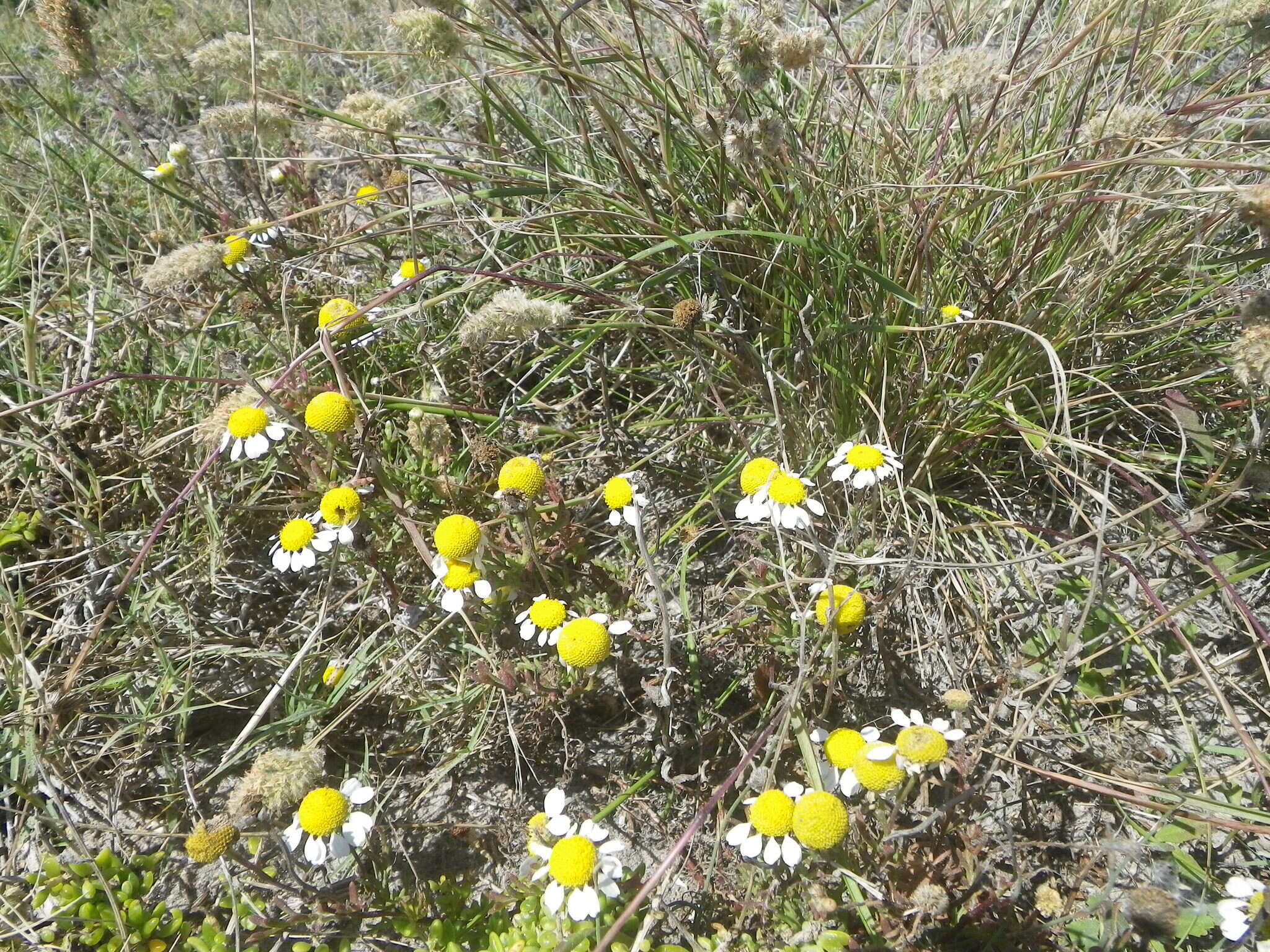 Image of Oncosiphon africanum (Berg.) M. Källersjö