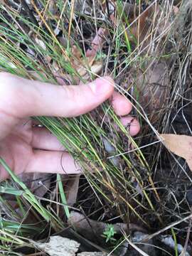 صورة Wahlenbergia gracilis (G. Forst.) A. DC.