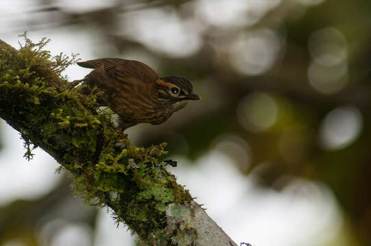 Image of Scaly-throated Foliage-gleaner