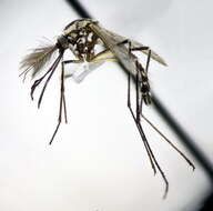 Image of Aedes geniculatus (Olivier 1791)