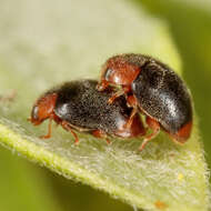 Image of Scymnus (Pullus) louisianae J. Chapin 1973
