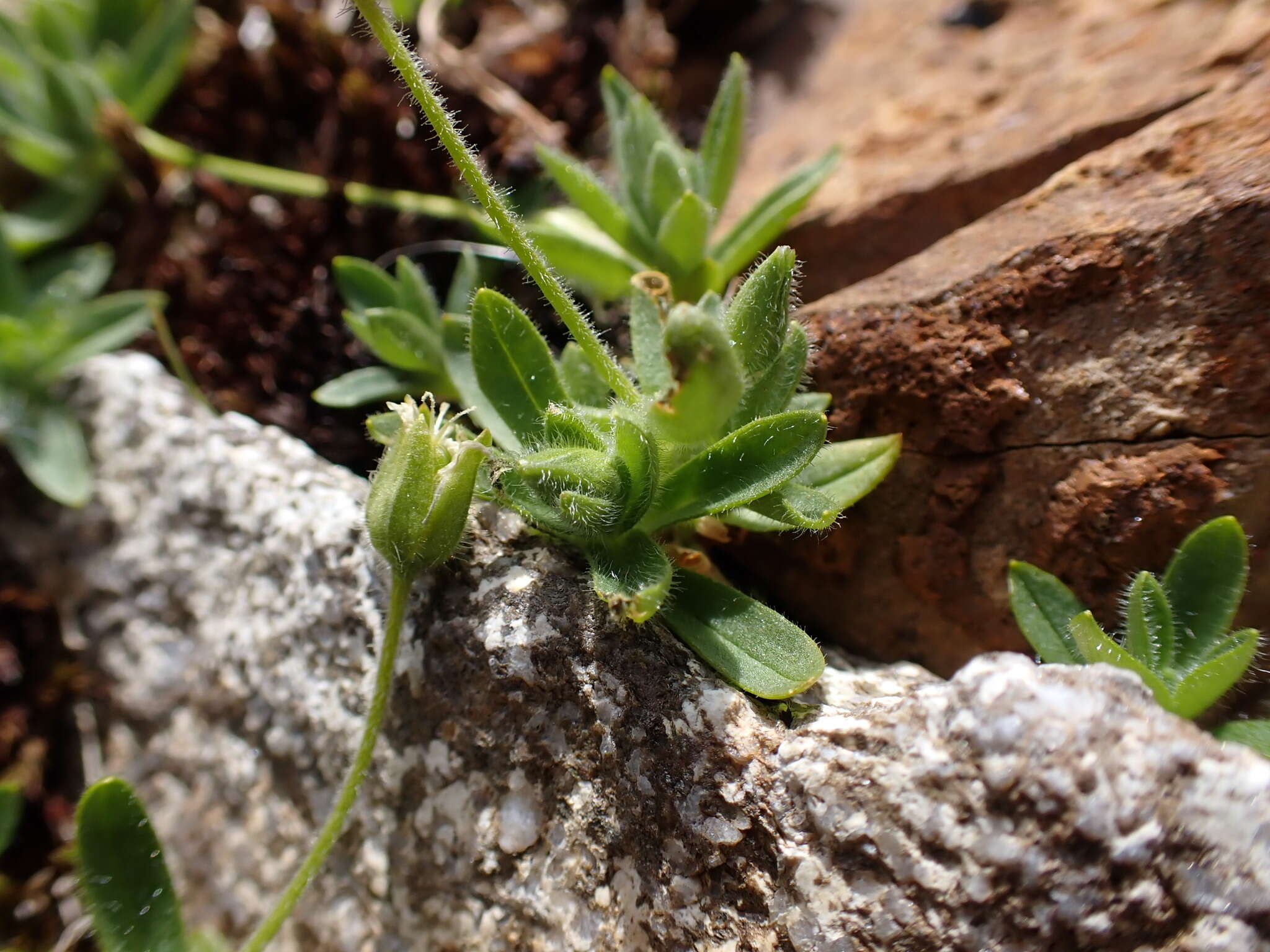 صورة Cerastium pedunculatum Gaudin