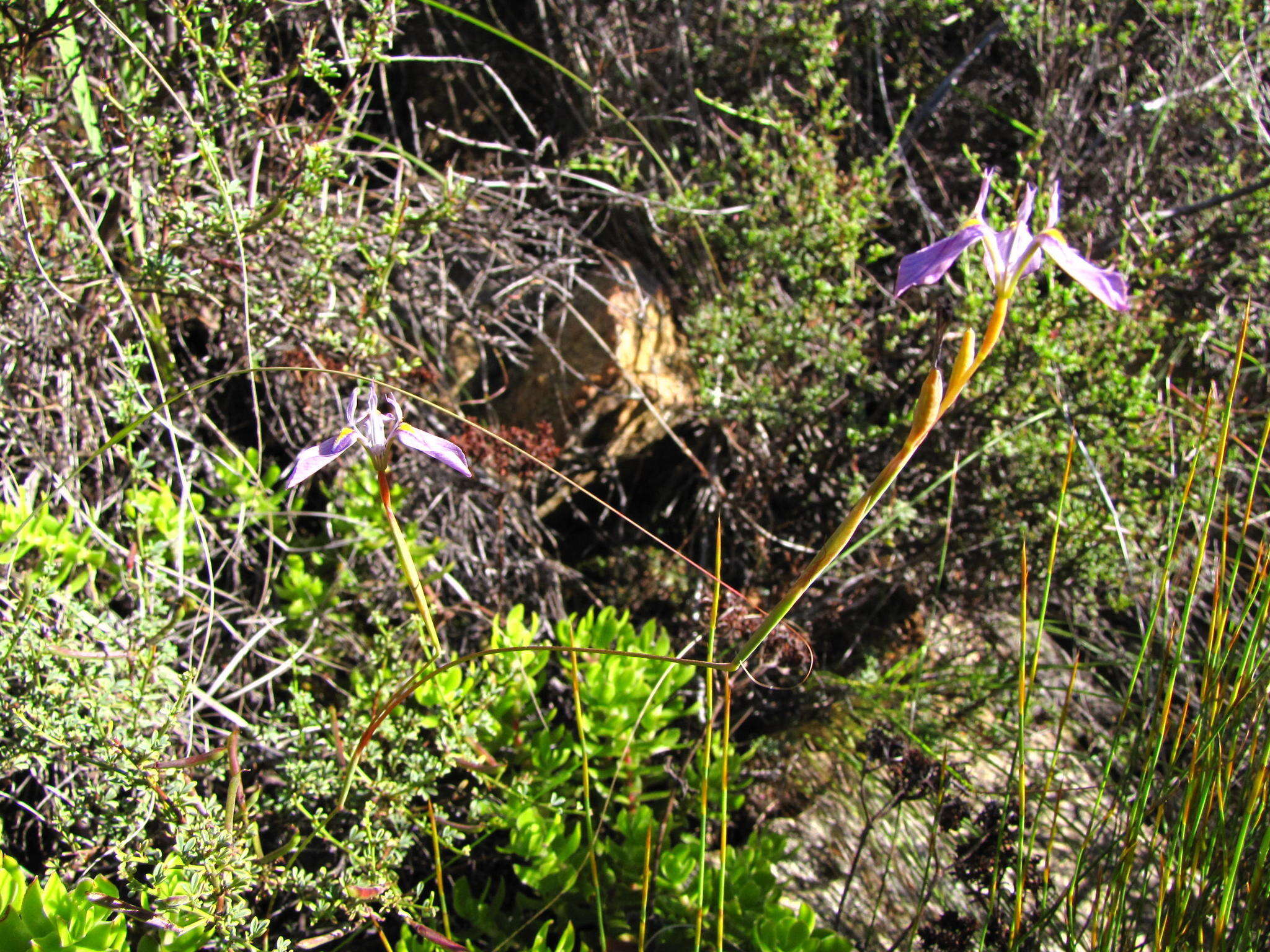 Image of Moraea helmei Goldblatt & J. C. Manning