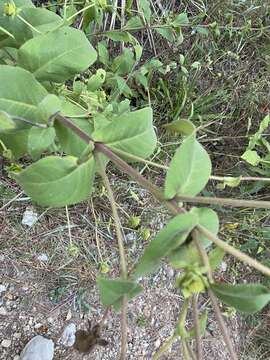 Image de Silphium glutinosum J. R. Allison