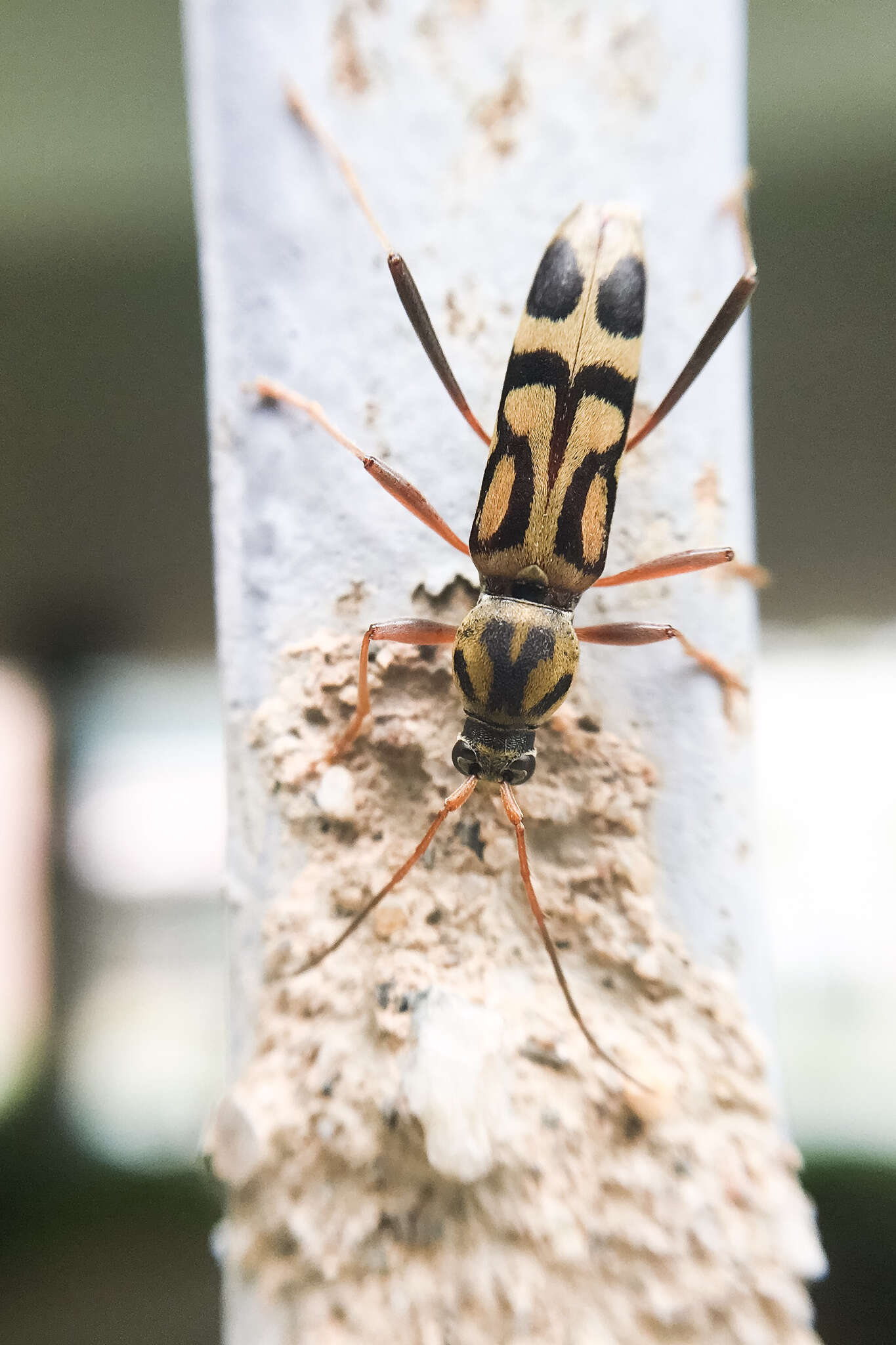 Image of Bamboo longhorn beetle