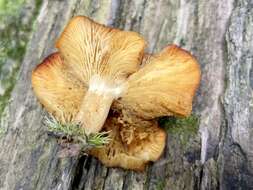 Image of Tricholomopsis flammula Métrod ex Holec 2009