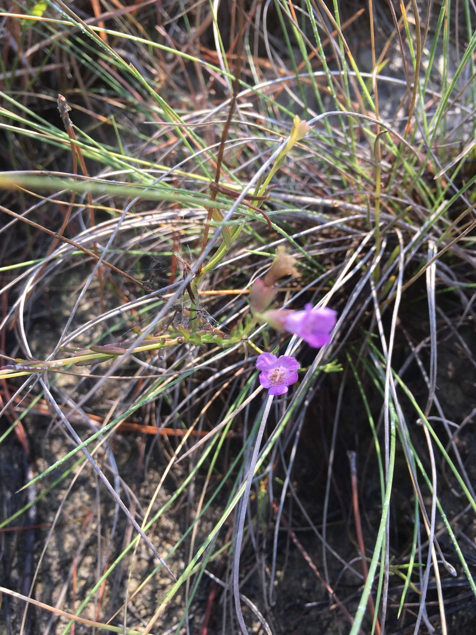 Image of saltmarsh false foxglove