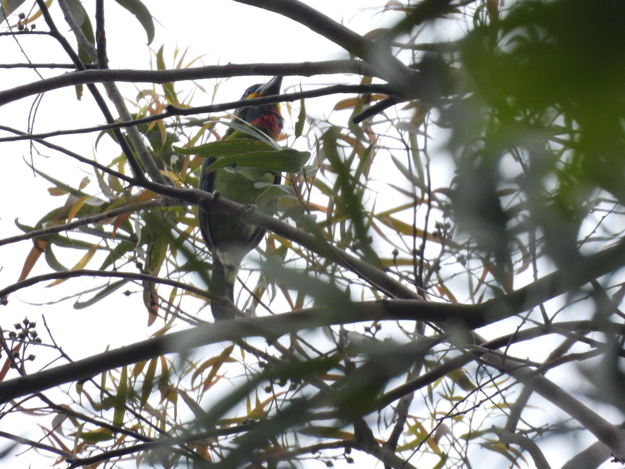 Image of Chinese Barbet