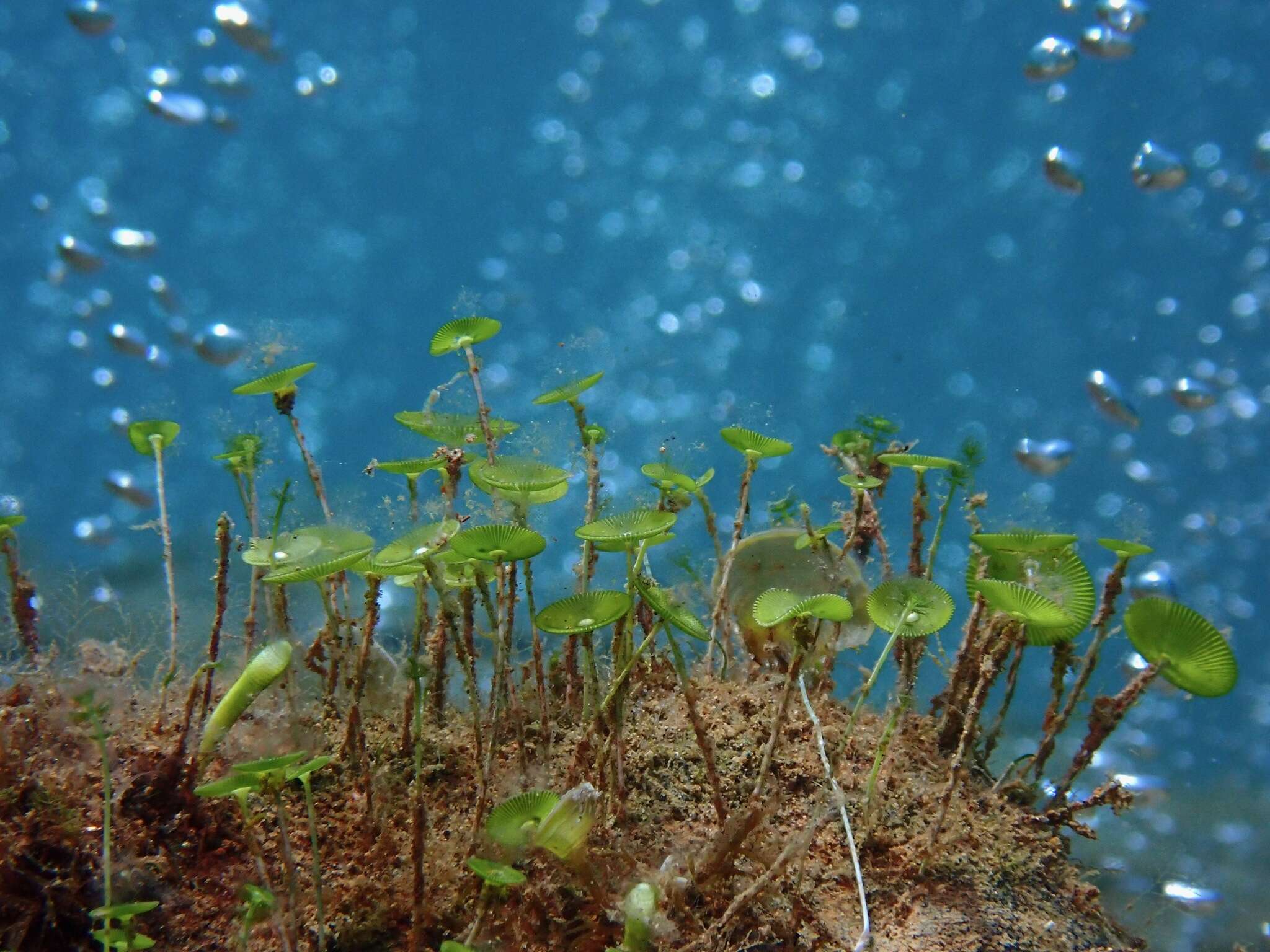 Acetabularia major resmi