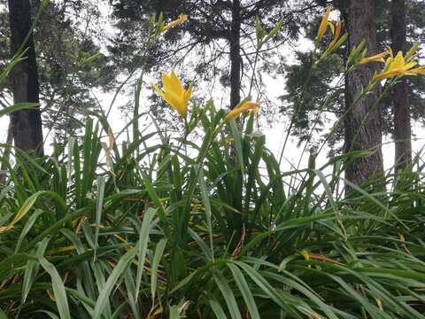 Слика од Hemerocallis lilioasphodelus L.