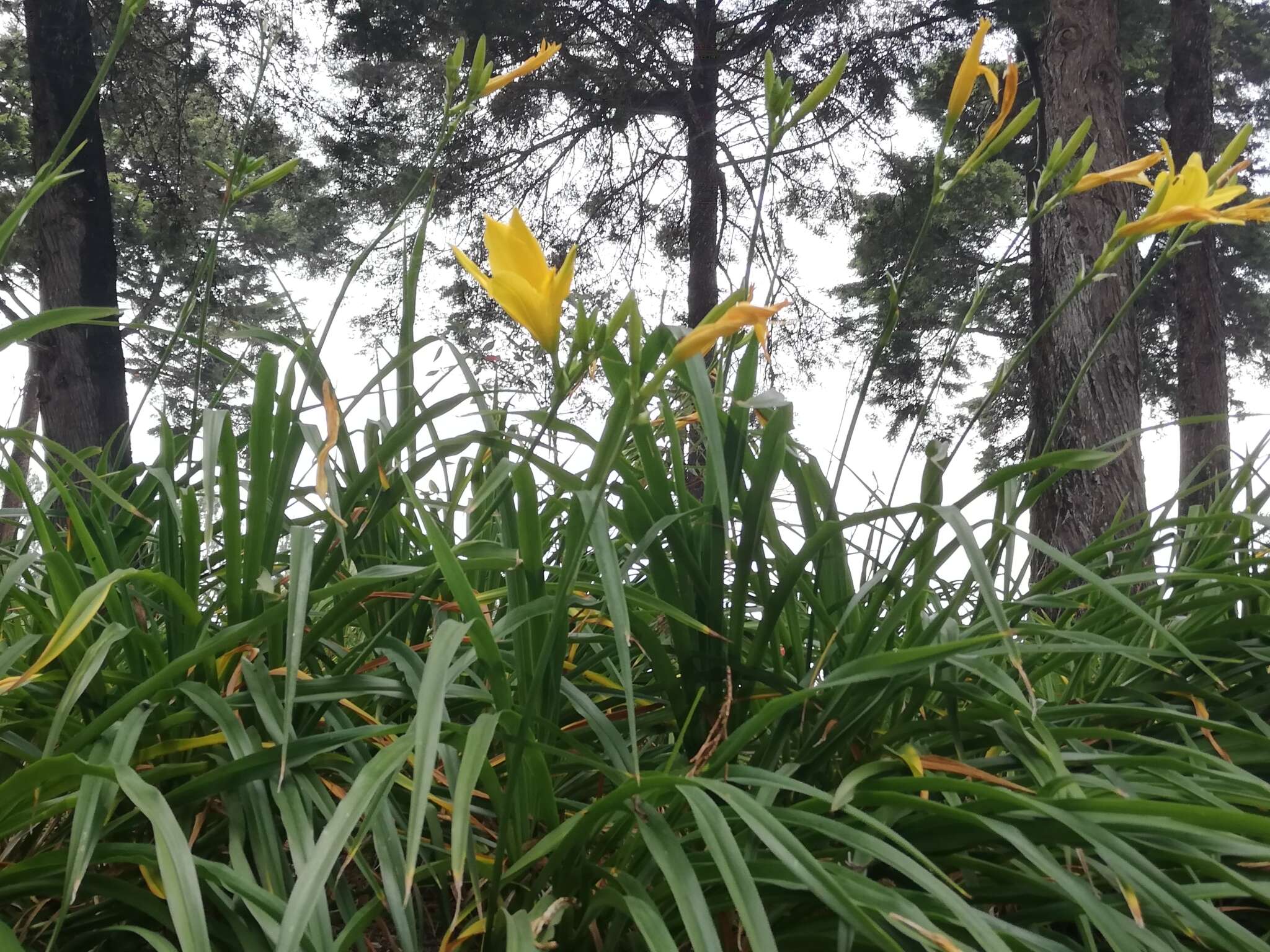 Imagem de Hemerocallis lilioasphodelus L.