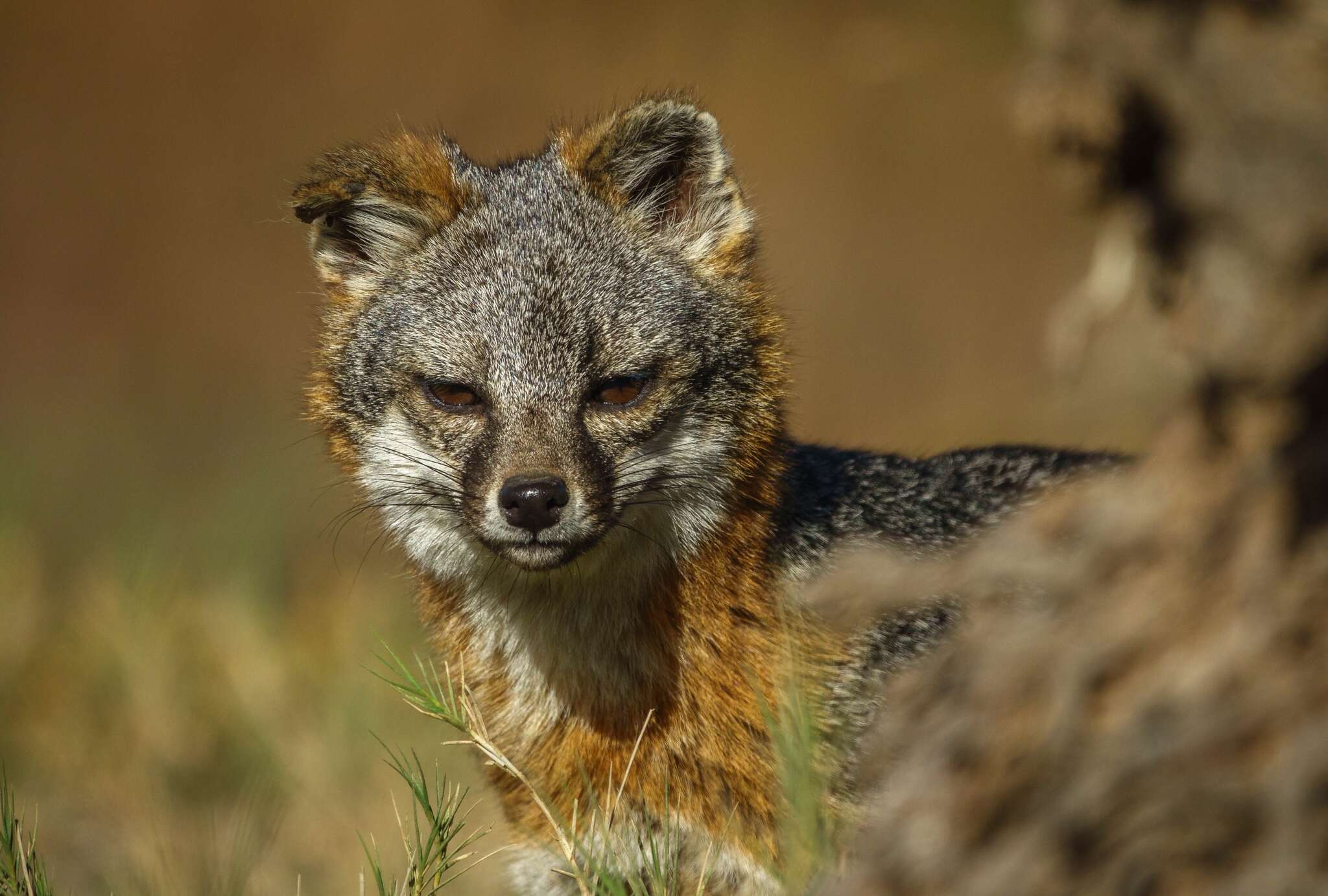 Image of Santa Catalina Island Fox