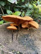 Imagem de Gymnopilus cyanopalmicola Guzm.-Dáv. 2006