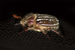 Image of Mount Hermon June beetle