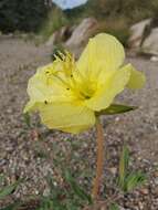 Image of longflower evening primrose