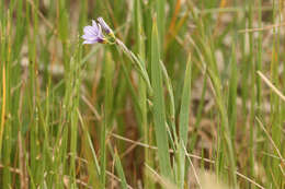 Image of Sisyrinchium platense I. M. Johnst.