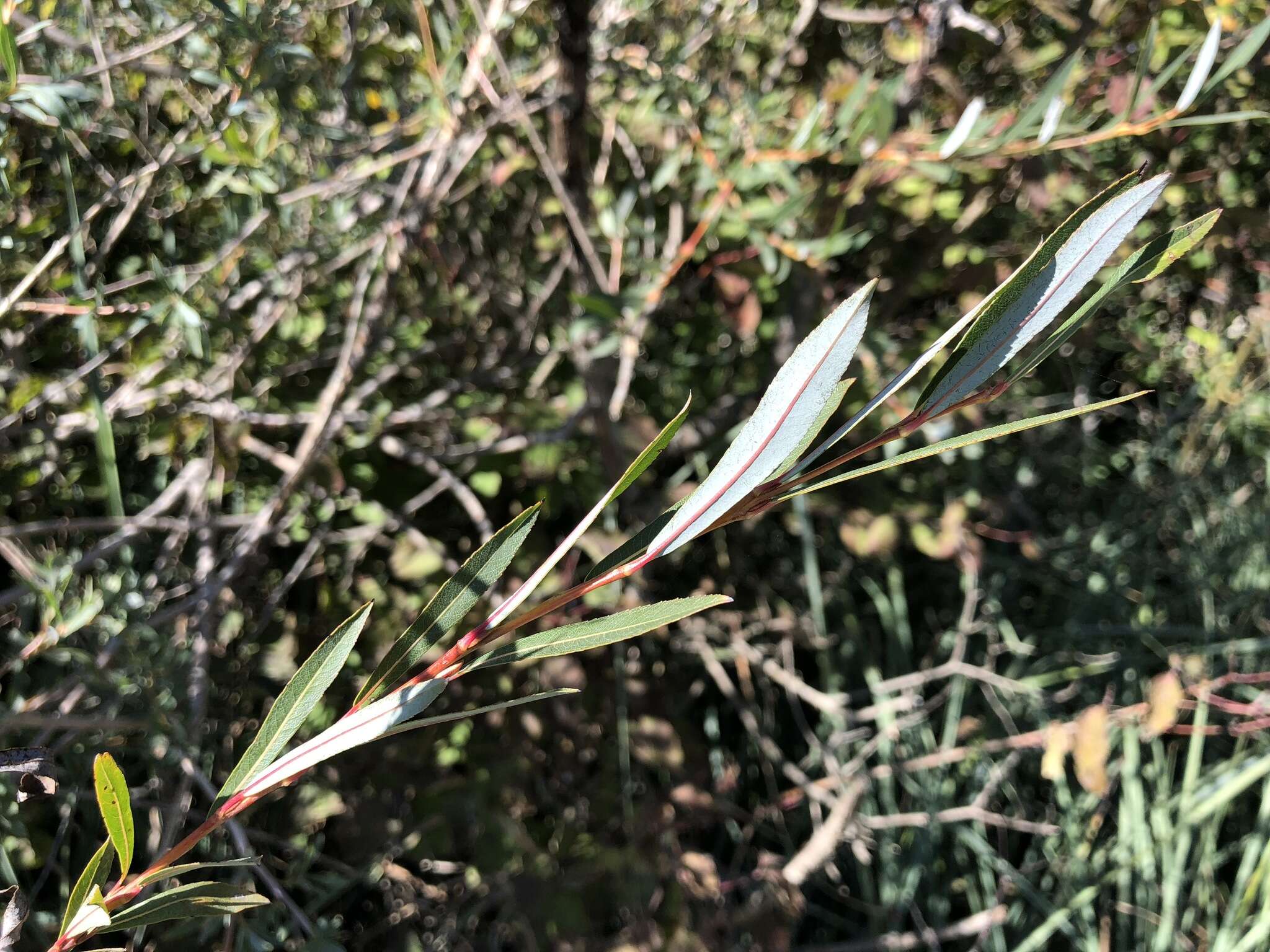 Image of purple willow