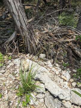 Image of Texas fescue