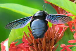 Image of Xylocopa latipes (Drury 1773)