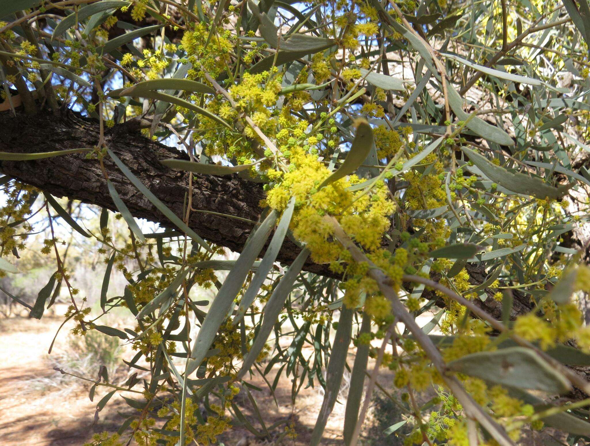 Sivun Acacia cambagei R. T. Baker kuva