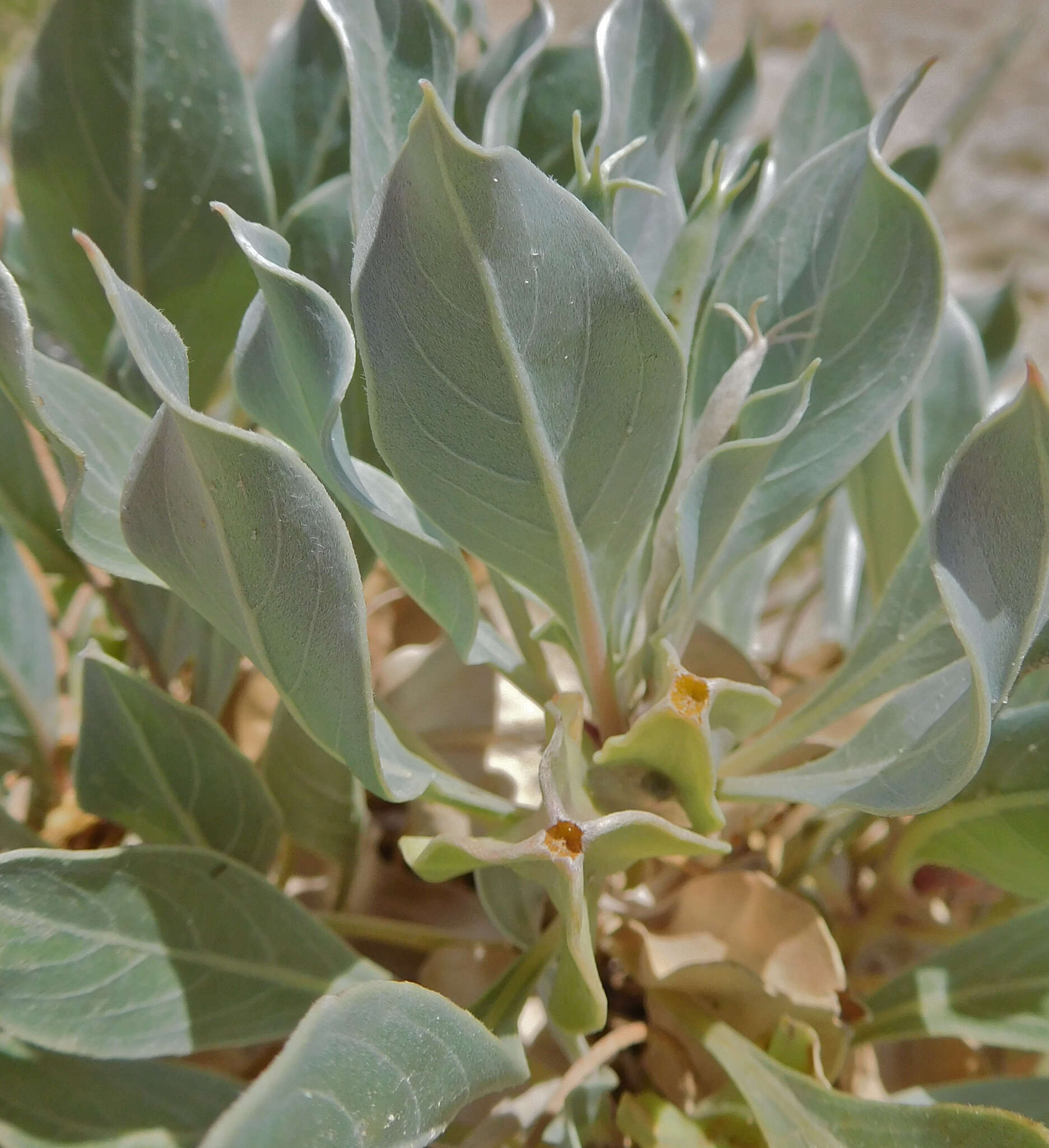 Oenothera macrocarpa subsp. incana (A. Gray) W. L. Wagner resmi