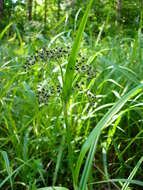 Слика од Scirpus sylvaticus L.