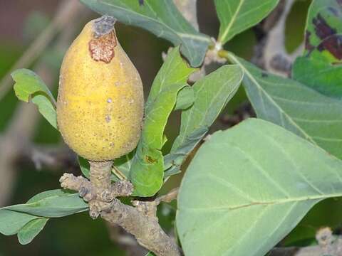 Image of Gardenia erubescens Stapf & Hutch.